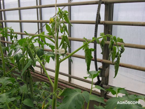 Pyrenochaeta tomate AGROSCOPE